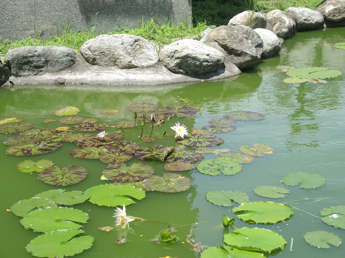 漂亮校園荷花池02