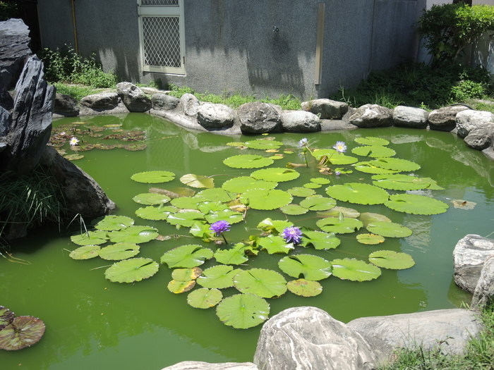漂亮校園荷花池03