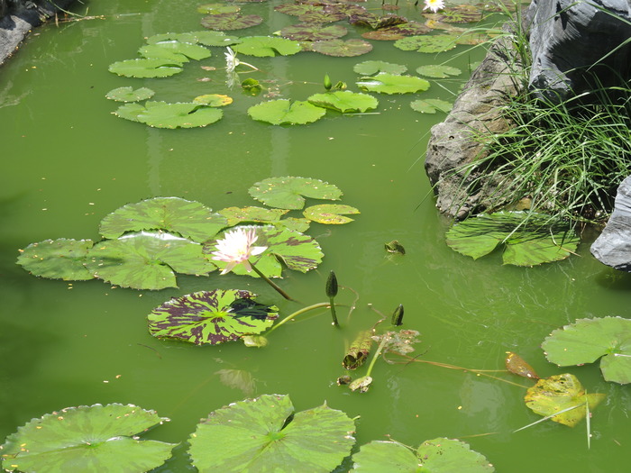 圖片說明